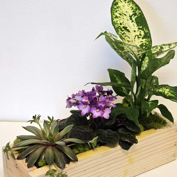 Beautiful plants set