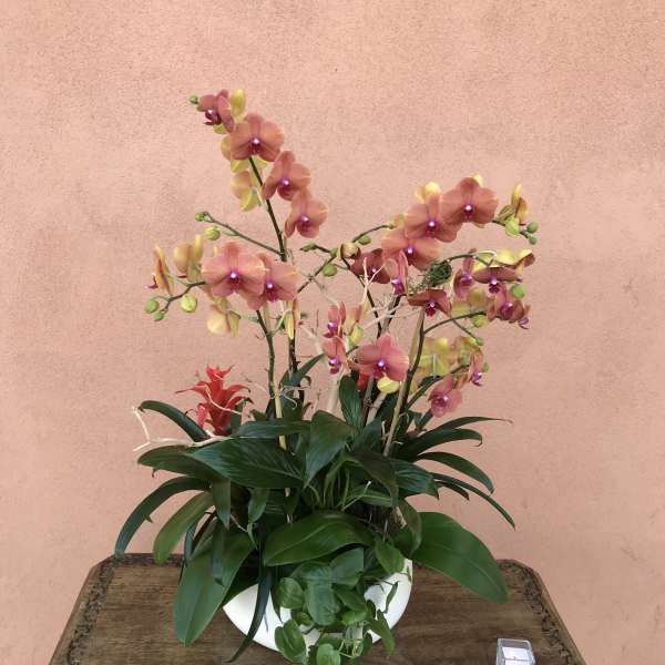 Pink and yellow orchids arranged in a white bowl planter