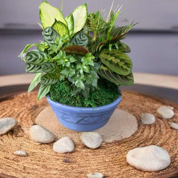 Mixed potted plant arrangement in a blue bowl planter