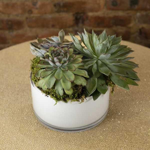 Succulent arrangement in a white round container