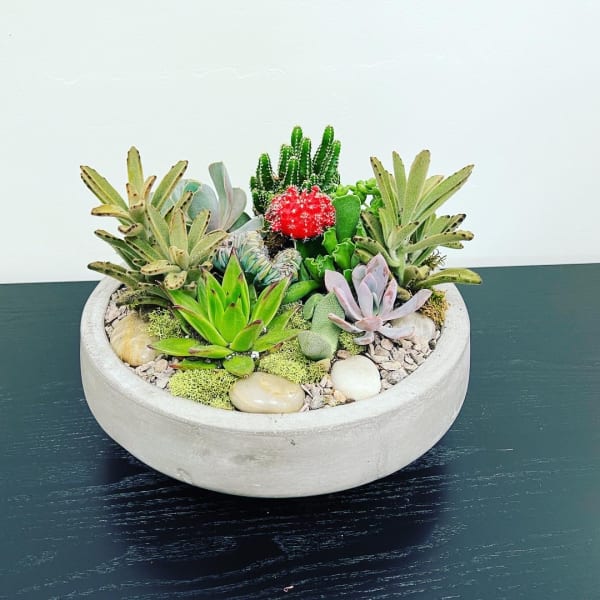 Succulent arrangement in a shallow round concrete bowl with decorative stones