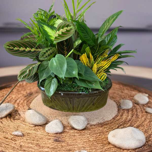 Mixed potted plant arrangement in a dark ceramic bowl