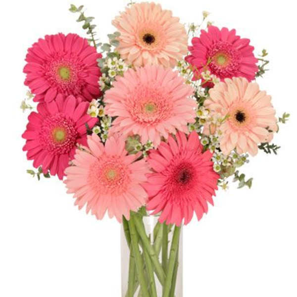 Pink and peach gerbera daisies in a clear glass vase