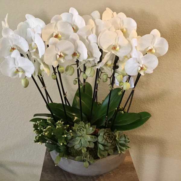 White orchid arrangement in a low bowl with succulents