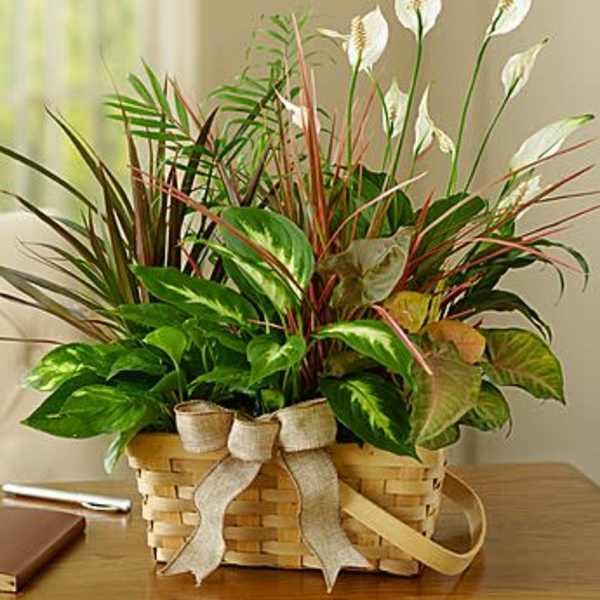 Mixed green houseplants in a woven basket with a ribbon bow