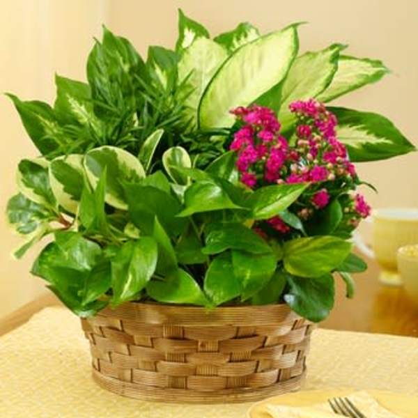 Potted plant with glossy green leaves and small pink flowers in a woven basket