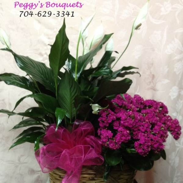 Pink flowering plant in a wicker basket with a magenta ribbon