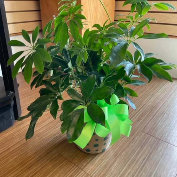 Potted green houseplant with glossy leaves and a bright ribbon bow