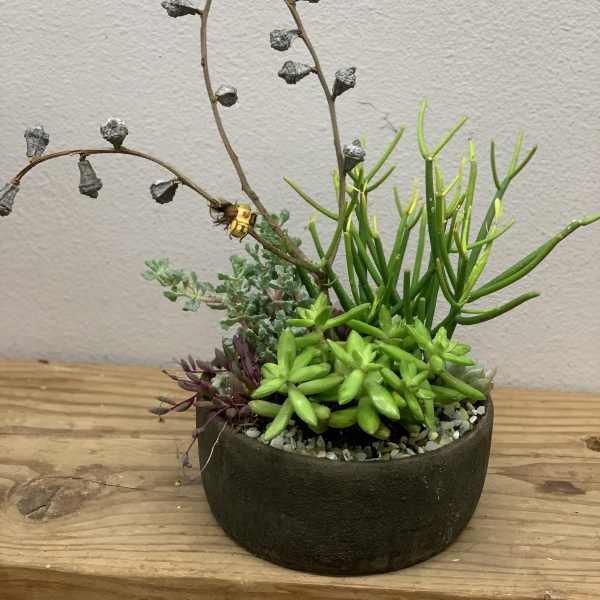 Potted succulent arrangement with mixed green and purple plants