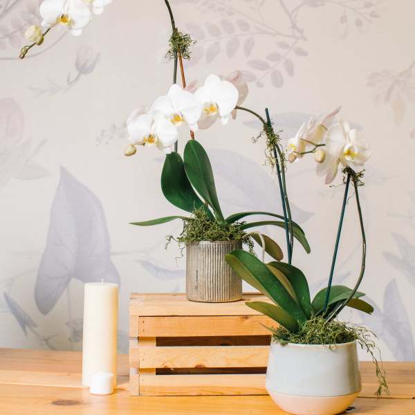 White orchids in ceramic pots with a candle on a wooden table