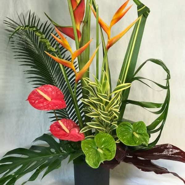 Tropical arrangement with red anthuriums and orange bird of paradise in a black vase
