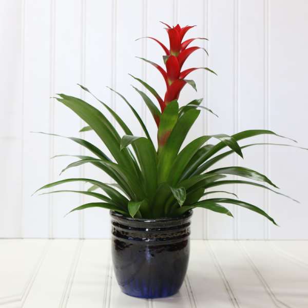 Potted bromeliad with red blooms in a black ceramic pot