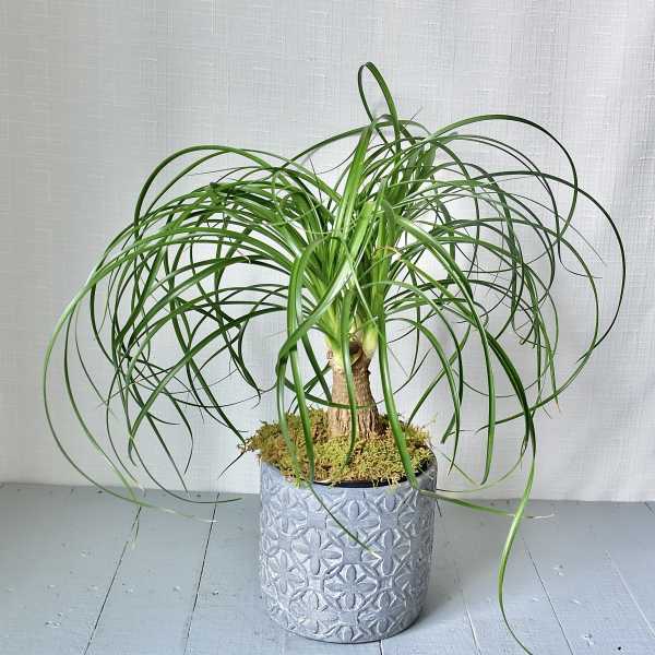 Potted ponytail palm in a textured silver container