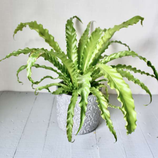 Bird's Nest Fern Plant