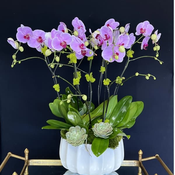 Pink orchid arrangement in a white ceramic pot with succulents