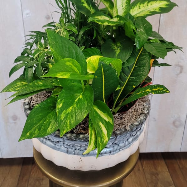 Mixed green houseplants in a decorative ceramic pot
