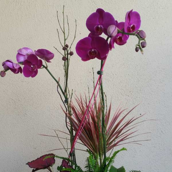 Purple orchids in a stone planter with mixed foliage