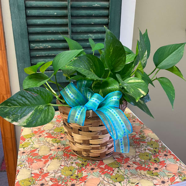 Potted pothos plant in a woven basket with a blue ribbon