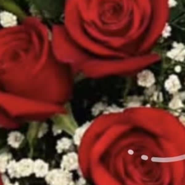 Red roses with small white filler flowers