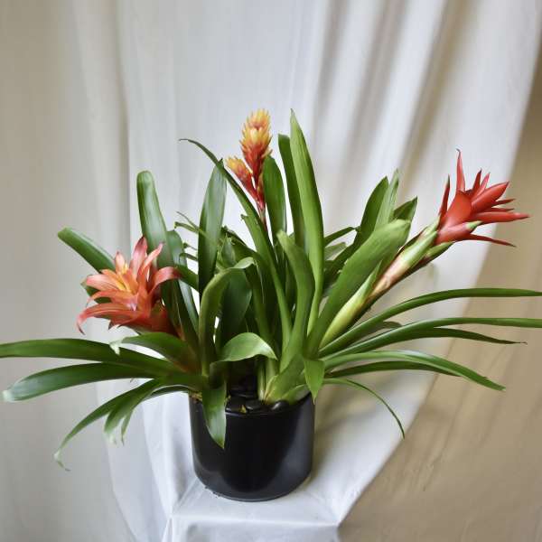 Triple Bromeliad