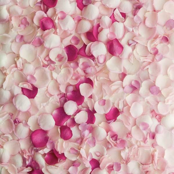 Pink and white rose petals scattered in a dense pattern