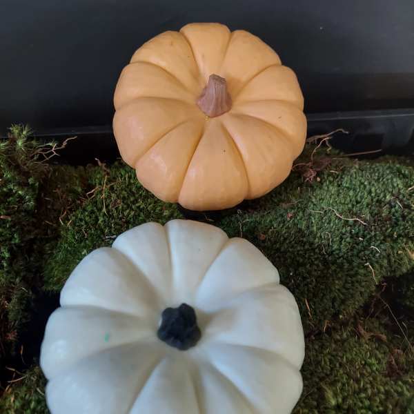 Two decorative pumpkins on moss, one peach and one white
