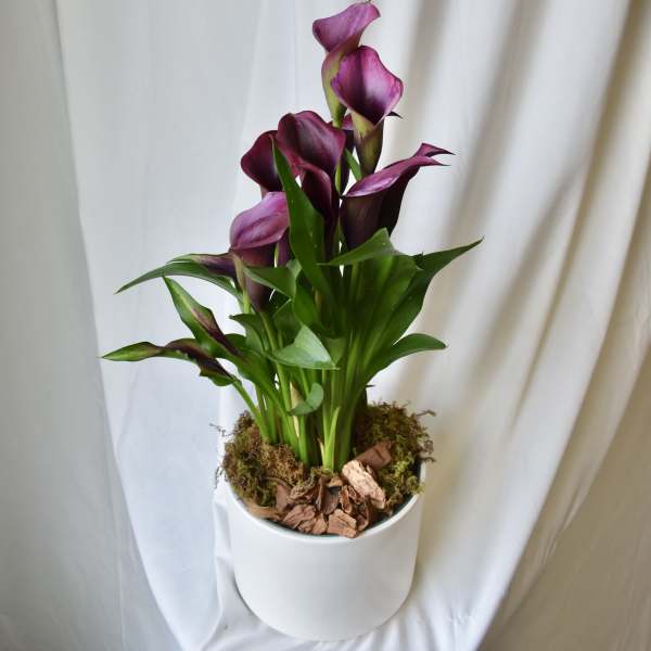 Purple calla lilies in a white pot with moss and bark chips