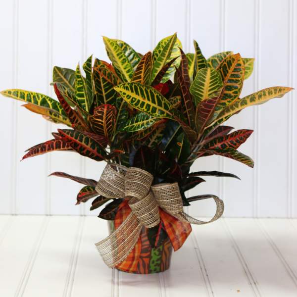 Croton plant in a decorated pot with a burlap bow