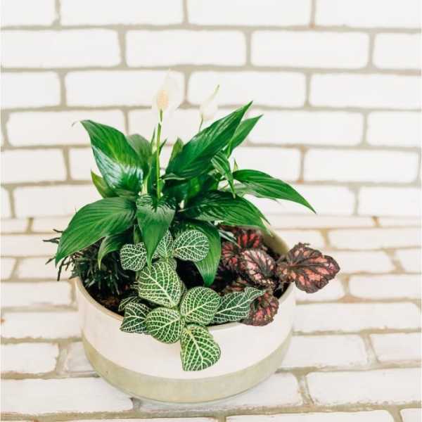 Potted plant arrangement with green and patterned foliage in a white bowl