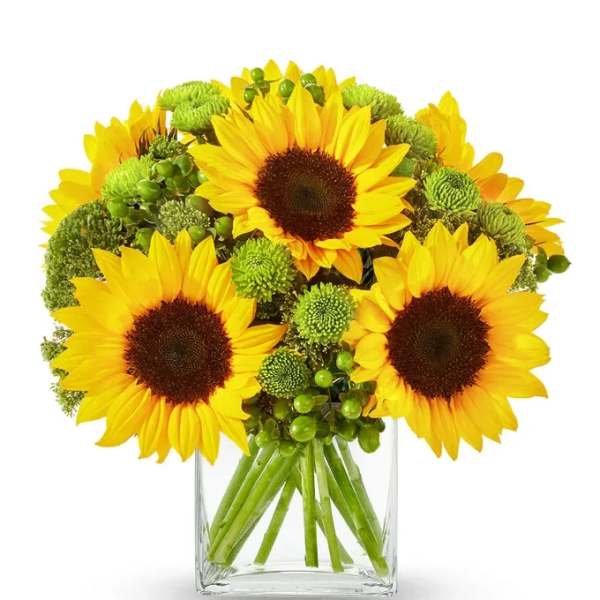 Sunflower bouquet in a clear glass vase with green button mums