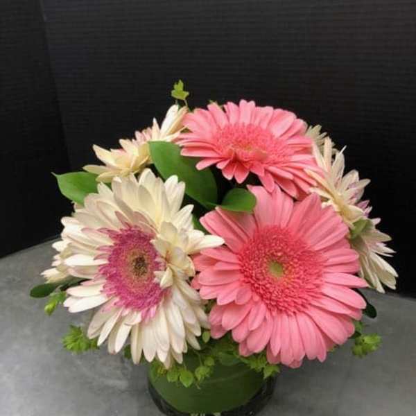 Pink and white gerbera daisies arranged in a low glass vase