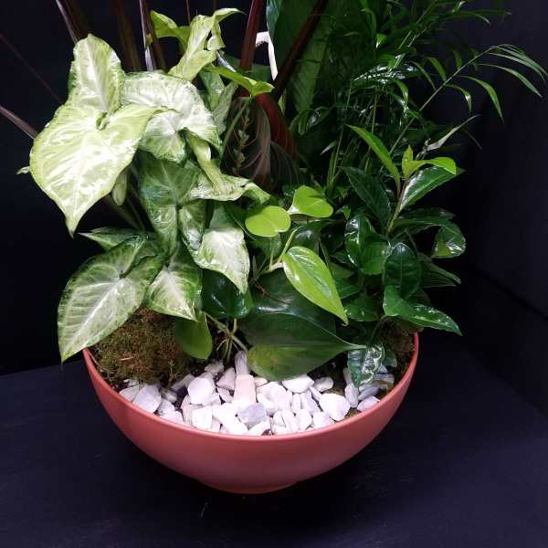 Large Dish Garden