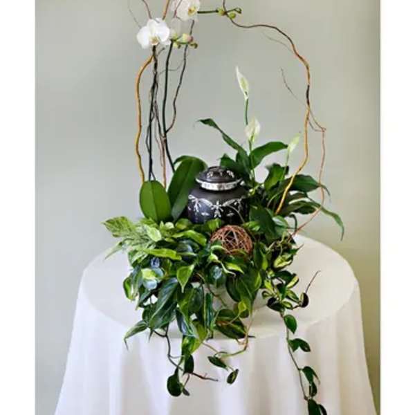 Potted plant arrangement with white orchids and trailing greenery