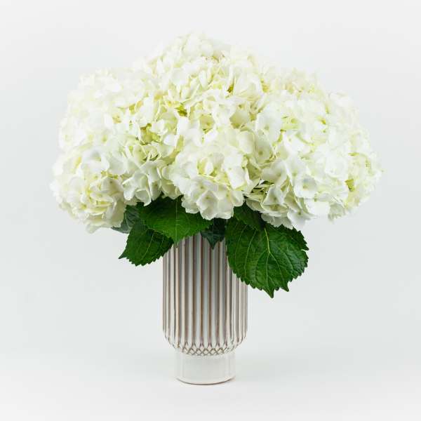White Flurry