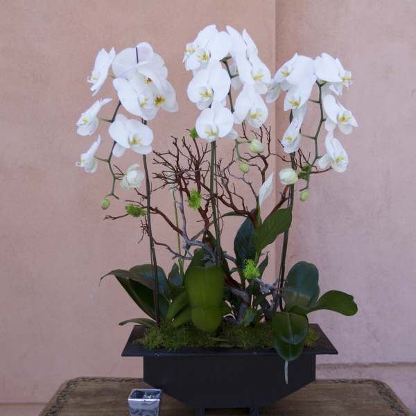 White orchid arrangement in a black rectangular planter