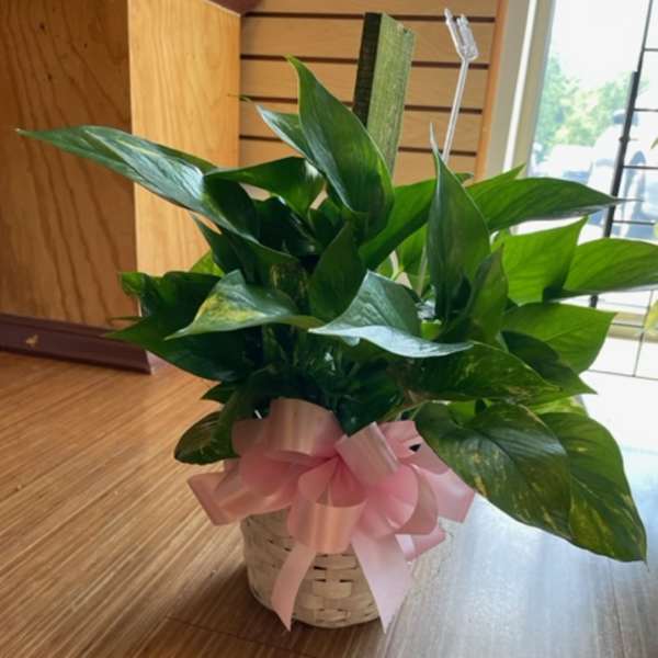 Potted green plant in a woven basket with a pink ribbon