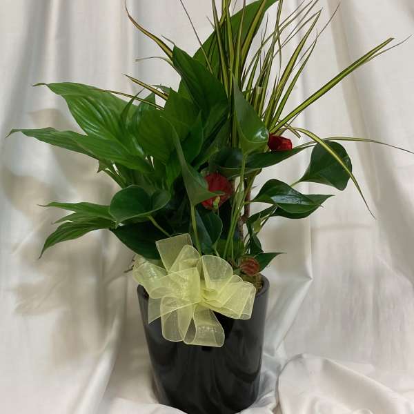 Potted tropical plant arrangement with a black pot and pale ribbon bow