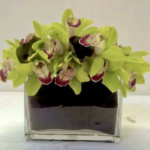 Green orchids arranged in a square glass vase