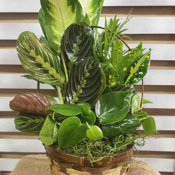 Basket planter with assorted green tropical foliage