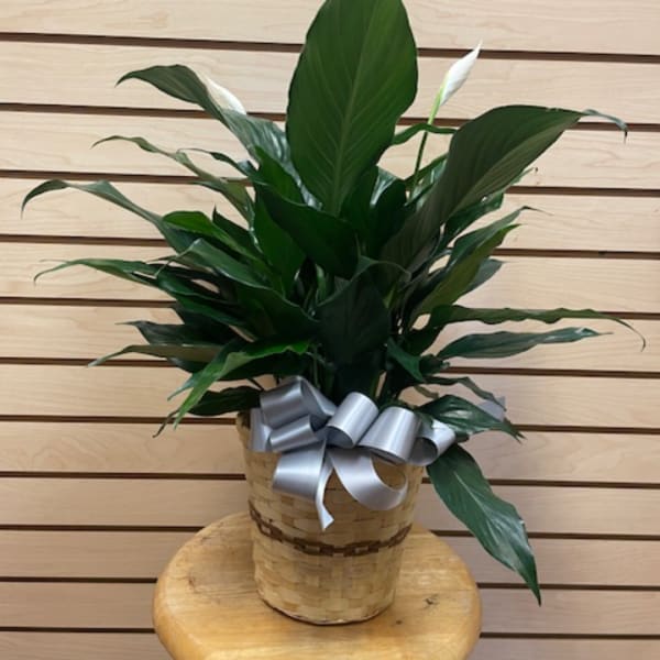 Potted green plant in a woven basket with a silver ribbon bow