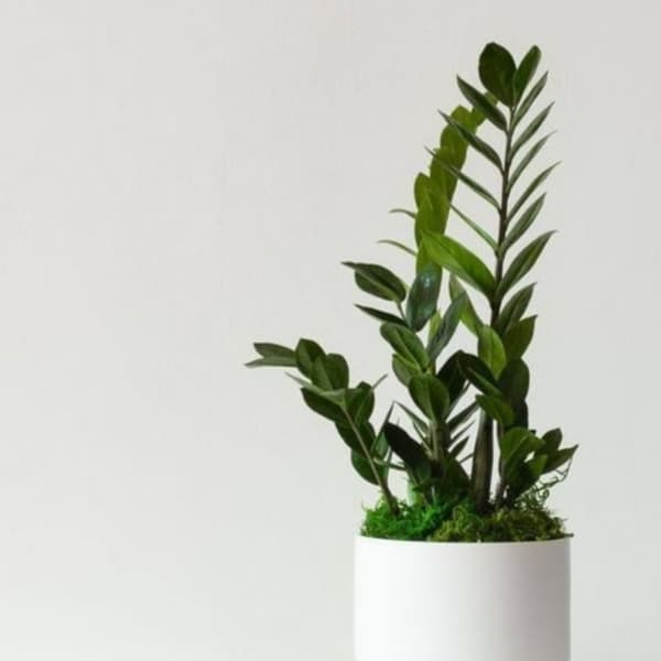 Potted green plant in a white ceramic planter
