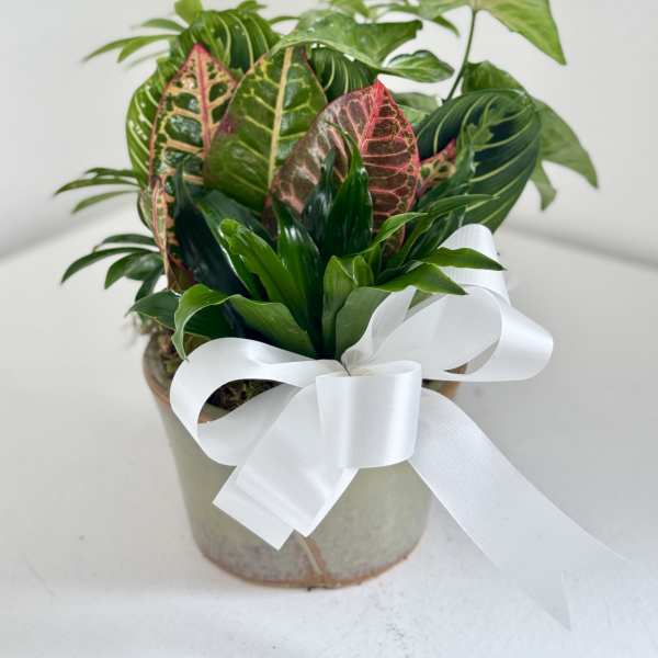 Potted tropical plant with variegated leaves and a white ribbon