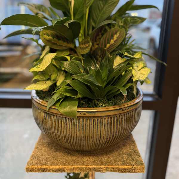 Potted green houseplant in a decorative ceramic bowl