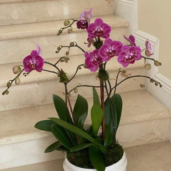 Potted purple phalaenopsis orchid with multiple blooming stems in a white round ceramic container