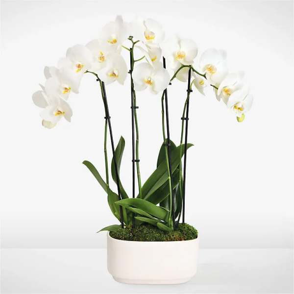 Simple Beauty White Orchid Garden