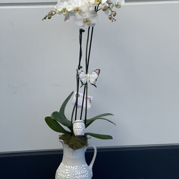 White orchid plant in a decorative ceramic pitcher vase