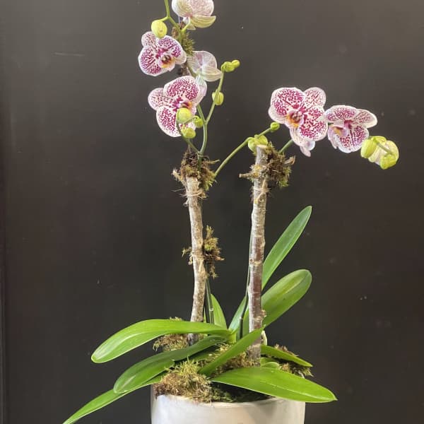 Potted orchid plant with speckled pink-and-white blooms