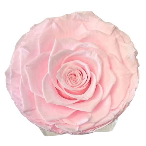 Single pale pink rose bloom on a white background