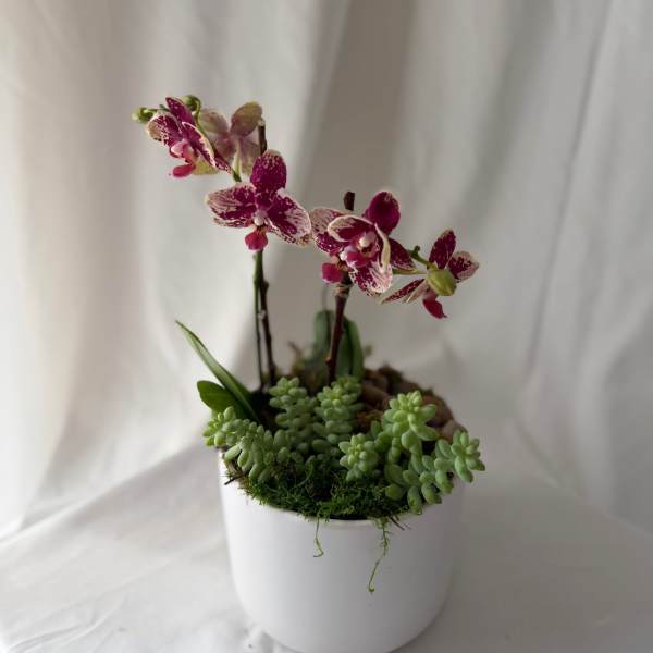 Mini Orchid & Succulent Garden