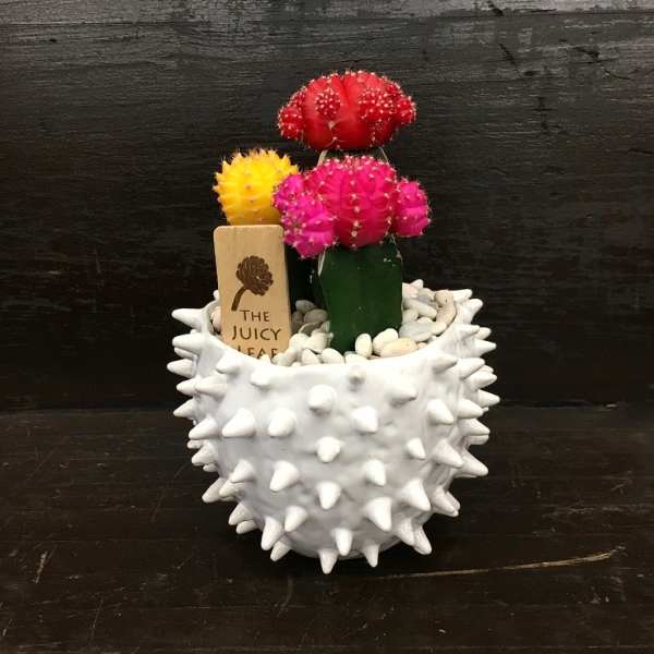 Three colorful grafted cacti in a spiky white pot